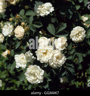 Rosa x alba - `Alba Maxima' (Shrub)   RSH062823 Stock Photo